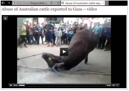 Gaza cattle abuse